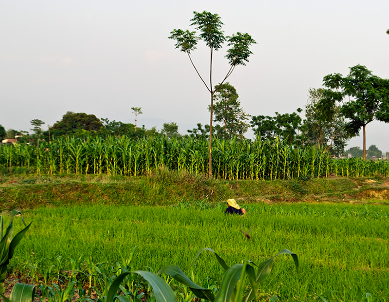 Nepal Agriculture Tour