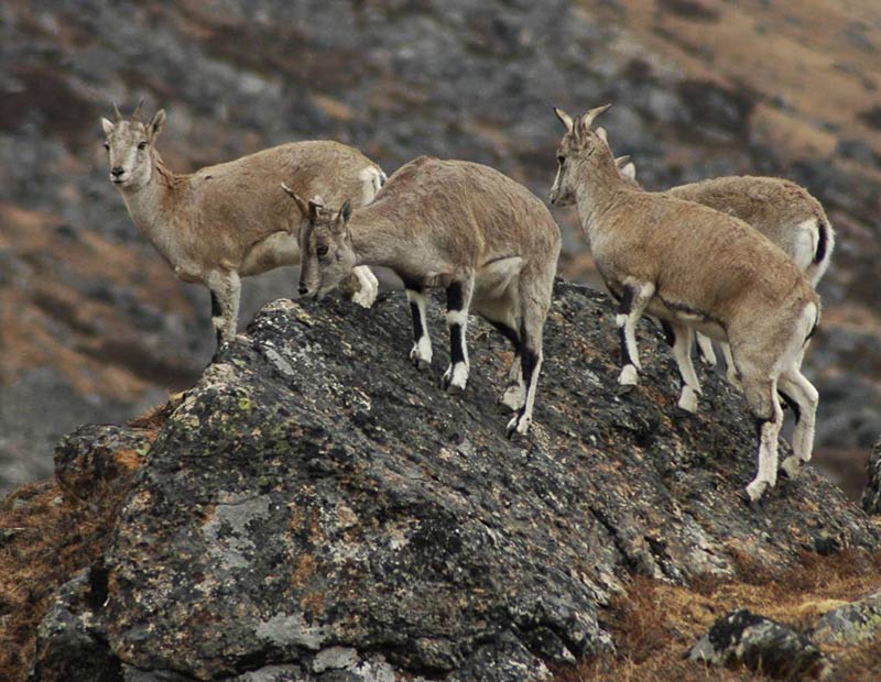 Blue Sheep Hunting in Nepal