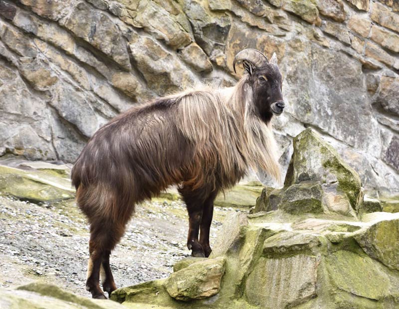 Himalayan Tahr + Blue Sheep Hunting in Nepal