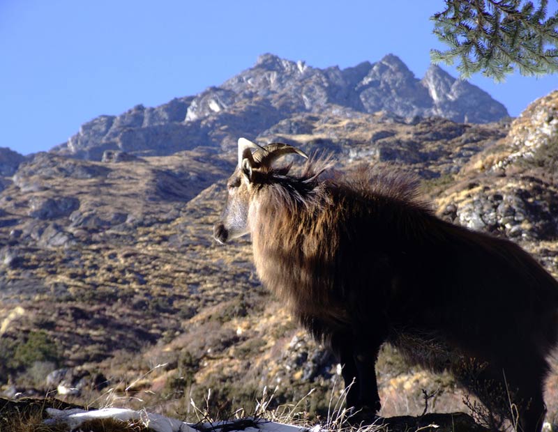 Himalayan Tahr Hunting in Nepal