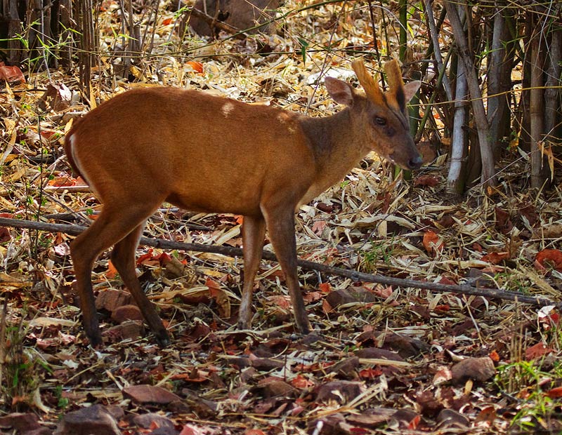 Muntjac + Wild Boar Hunting in Nepal