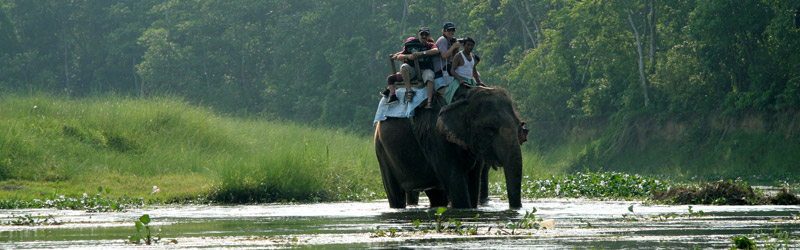 Jungle Safari in Nepal